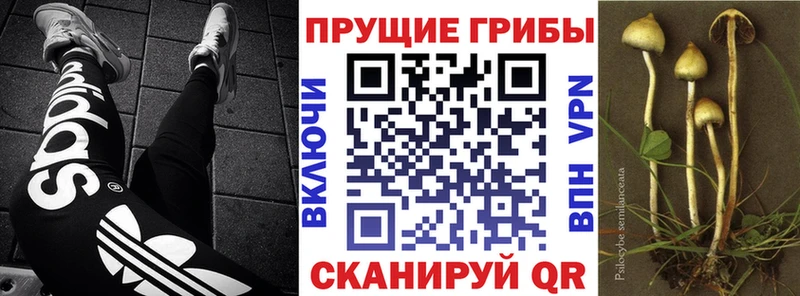 мориарти как зайти  цены наркотик  Ессентуки  Псилоцибиновые грибы ЛСД 